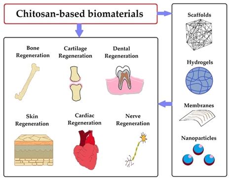 Quaternized Chitosan: En Revolutionär Biomaterial för Läkemedelsfrigivning och Vävnadsregenerering?